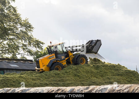 Tractor Filling and Rolling on Top of a Silage Clamp, England, UK Stock ...