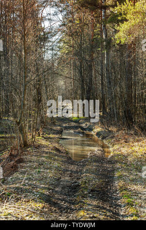 Bumpy road with puddles goes through spring forest. Vertical background photo Stock Photo
