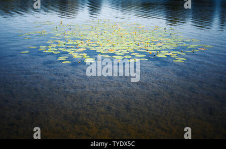 Nuphar lutea or yellow water-lily  growing in shallow lake water Stock Photo