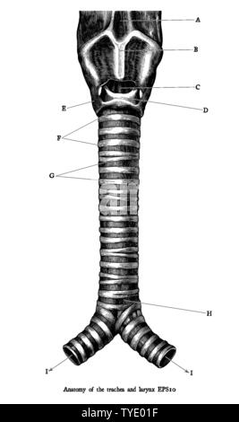 Antique engraving illustration of Human anatomy of the trachea and larynx black and white clip art isolated on white background,Anatomy for medical ed Stock Vector