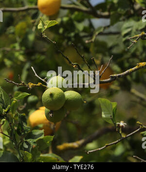 Lemons on a lemon tree Stock Photo