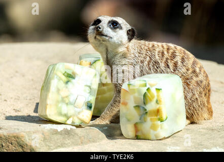 Hanover, Germany. 26th June, 2019. At Hannover Zoo, a meerkat gets ice cakes lying on a stone in the plant. Credit: Hauke-Christian Dittrich/dpa/Alamy Live News Stock Photo