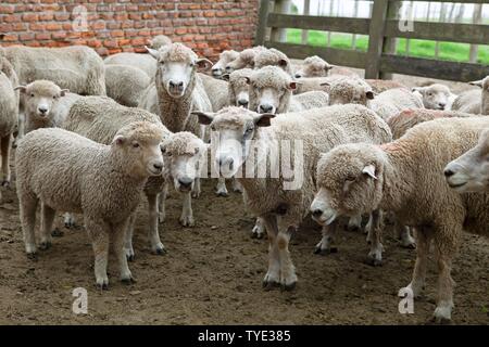 Domestic sheep (Ovis gmelini aries) waiting in the gate to shear, Guardia del Monte, Guardia del Monte, province Rocha, Uruguay Stock Photo