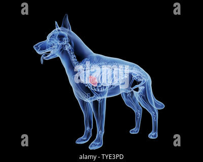 3d rendered medically accurate illustration of the dogs heart Stock Photo