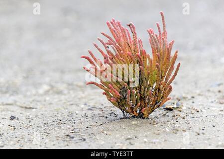 Glasswort (Salicornia europaea agg.) with reddish autumn colours, Sylt, North Frisian Island, North Sea, North Frisia, Schleswig-Holstein, Germany Stock Photo