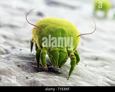 3d rendered illustration of a house dust mite Stock Photo