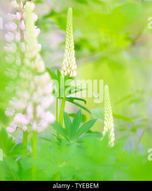 Beautiful purple wild Lupines flowering with a blurred background and bright colours in summer Stock Photo