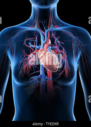 3d rendered medically accurate illustration of the female vascular system Stock Photo