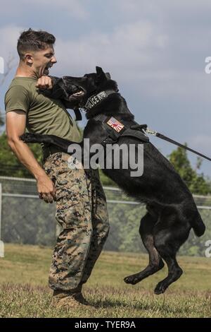 U.S. Marine Lance Cpl. Matthew Byrd, dog handler, Provost Marshall’s Office, K9 Section, Marine Corps Base, Camp Smedley D. Butler, catches Military Working Dog (MWD) Dak while decoying as an aggressor during training aboard Kadena Air Force Base, Okinawa, Japan, Nov. 4, 2016. MWD’s are trained to subdue or intimidate suspects before having to use lethal force; they are also used for detecting explosives, narcotics, and other harmful materials. Stock Photo