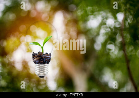 Concepts about the environment and the growth of natural trees. Small plat or sprout growing in light bulb on green nature background. Stock Photo