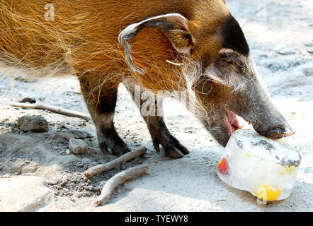 Hanover, Germany. 26th June, 2019. A brush ear pig licks an ice cake in Hannover Zoo that lies in its enclosure. Credit: Hauke-Christian Dittrich/dpa/Alamy Live News Stock Photo