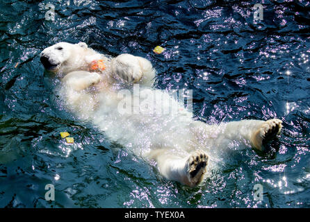 Hanover, Germany. 26th June, 2019. Polar bear Milana swims in the water with the fruits of an ice cream cake at Hannover Zoo. Credit: Hauke-Christian Dittrich/dpa/Alamy Live News Stock Photo