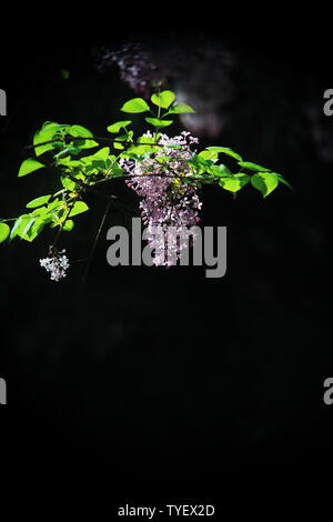 Light and shadow of lilacs Stock Photo