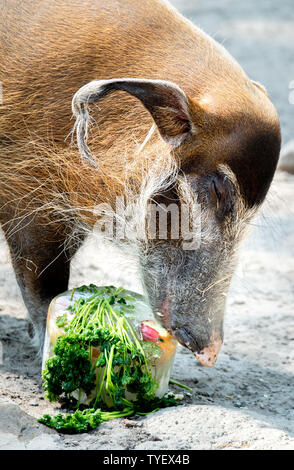 Hanover, Germany. 26th June, 2019. A brush ear pig licks an ice-cream cake in an enclosure at Hannover Zoo. Credit: Hauke-Christian Dittrich/dpa/Alamy Live News Stock Photo