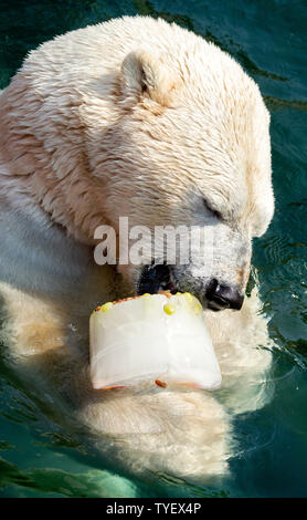 Hanover, Germany. 26th June, 2019. Polar bear Sprinter licks an ice cake swimming in the water at Hannover Zoo. Credit: Hauke-Christian Dittrich/dpa/Alamy Live News Stock Photo