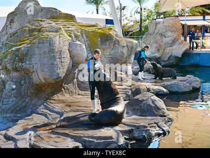 Spain, Valencia, City of Sciences and Arts, Oceanografic, the largest oceanographic park in Europe, sea lion show Stock Photo