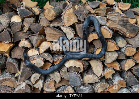 https://l450v.alamy.com/450v/tyeya1/a-beautiful-black-rat-snake-curled-up-on-a-pile-of-split-logs-tyeya1.jpg