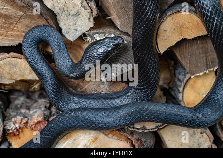 https://l450v.alamy.com/450v/tyf01x/a-beautiful-black-rat-snake-curled-up-on-a-pile-of-split-logs-tyf01x.jpg