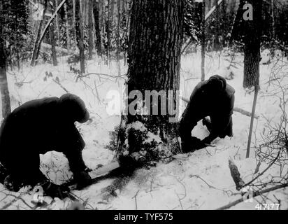 Photograph of the Severance Cut for Felling a Tree; Scope and content:  Original caption: The severance cut at felling a tree should be slightly above the notch and well within the limit for stump heights. Note wooden wedge to facilitate sawing after felling. Stock Photo