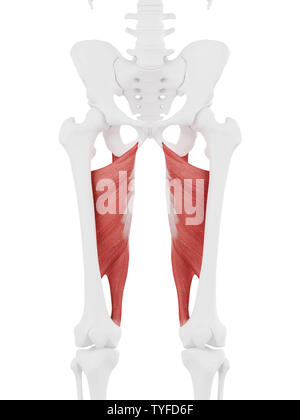 3d rendered medically accurate illustration of the Adductor Magnus Stock Photo