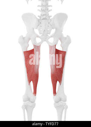 3d rendered medically accurate illustration of the Adductor Magnus Stock Photo