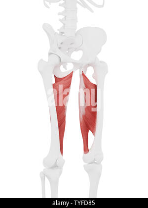 3d rendered medically accurate illustration of the Adductor Magnus Stock Photo