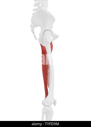 3d rendered medically accurate illustration of the Adductor Magnus Stock Photo