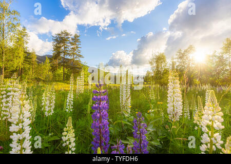 Wild and colourful lupines in a fresh green field in Norway with the last rays of sunshine shining through the trees and a blue sky with white clouds. Stock Photo