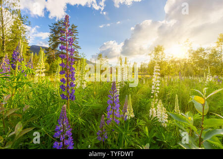 Wild and colourful lupines in a fresh green field in Norway with the last rays of sunshine shining through the trees and a blue sky with white clouds. Stock Photo