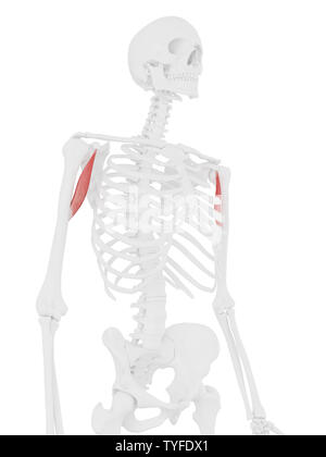 3d rendered medically accurate illustration of the Coracobrachialis Stock Photo