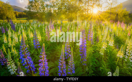 Wild and colourful lupines in a fresh green field in Norway with the last rays of sunshine shining through the trees and a blue sky with white clouds. Stock Photo