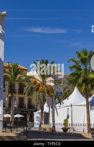 Phoenix dactylifera, Date palm Trees in Albox Spain Stock Photo