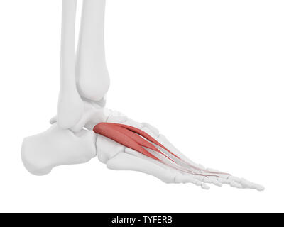 medically accurate illustration of the extensor digitorum longus Stock ...