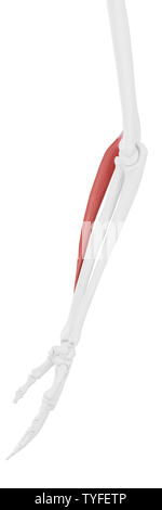 medically accurate illustration of the extensor carpi radialis brevis ...
