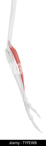 medically accurate illustration of the extensor carpi radialis longus ...