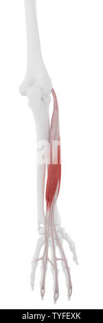medically accurate illustration of the extensor digitorum longus Stock ...