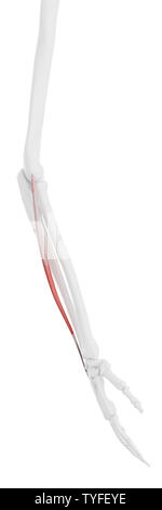 medically accurate illustration of the extensor digiti minimi Stock ...