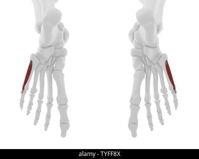 Human flexor digiti minimi brevis muscle computer artwork Stock Photo ...