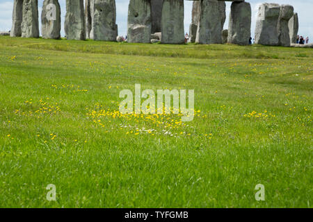 Wild flower colony flowers; buttercup / daisy / daisies / buttercups growing in green grass beside an ancient monument ( Stonehenge Stone Henge ) UK (109) Stock Photo