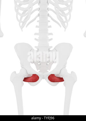 3d rendered medically accurate illustration of the Obturator Externus Stock Photo