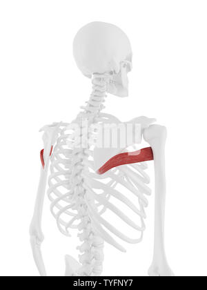3d rendered medically accurate illustration of the Teres Major Stock Photo