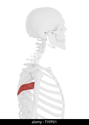 3d rendered medically accurate illustration of the Teres Major Stock Photo