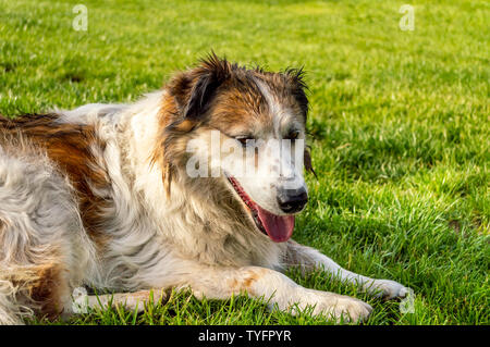 Profile of white and brown colored stray dog lying on the grass in a park. Stock Photo