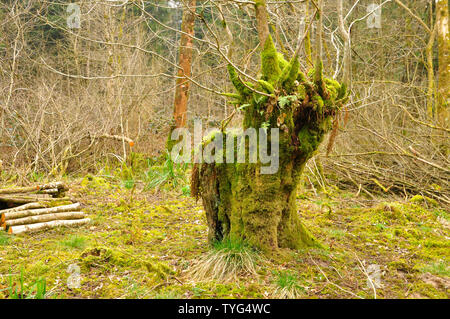 A moss and fern covered Stoggle in winter in woodland at Nettlebridge,Somerset. UK. A method of coppicing to allow sheep to graze under a canopy of tr Stock Photo