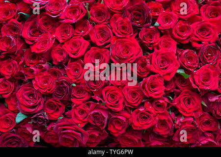 wall red roses, one thousand flowers top view, background, texture of roses Stock Photo