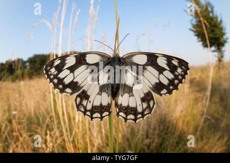 A wide angle view of a marbled white butterfly with wings open infront  of its grassland habitat in the background. Stock Photo