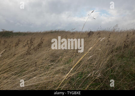 Sea grass blowing in the wind along the Elie coast, East Neuk, Fife, Scotland. Stock Photo