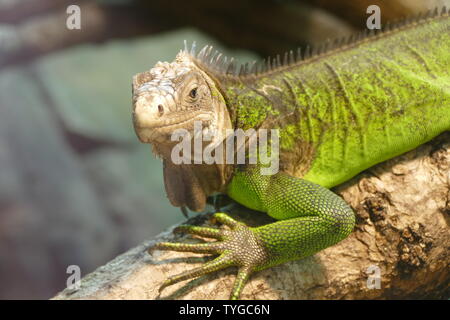 Lesser Antillean iguana lizard Stock Photo