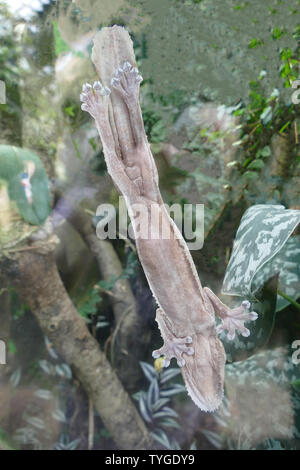 The underside of a gecko lizard Stock Photo