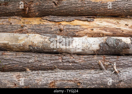 Wood background close up crop old wooden log texture natural rustic timber Stock Photo